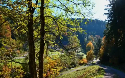 Wanderweg „Klösterle-Schleife“ in Bad Rippoldsau