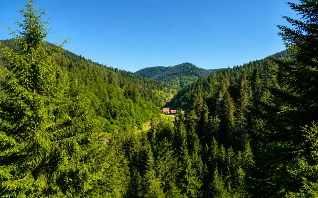 Ausblick auf die Klösterle-Schleife beim Wanderurlaub im Schwarzwald im idyllischen Wolftal